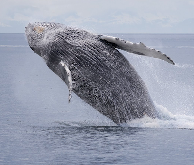 Photo of Juneau Whale Small